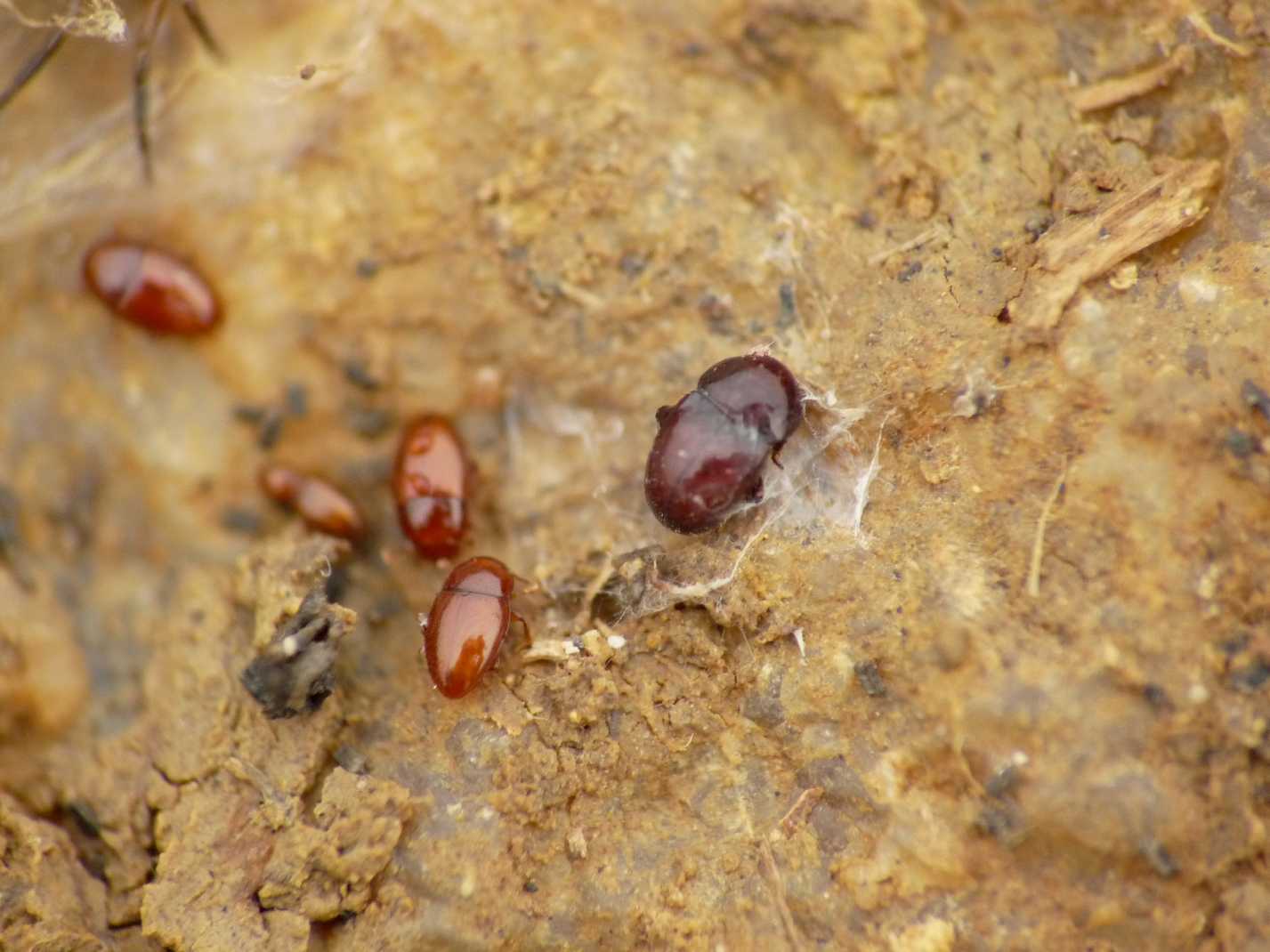 Thorictus grandicollis (Dermestidae)